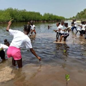 Community Impact Project: Mangrove Tree Planting